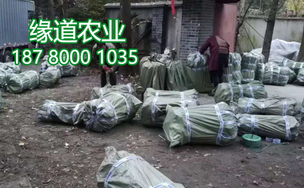 李子果樹苗7.jpg