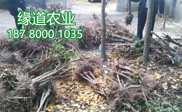 李子果樹苗10.jpg