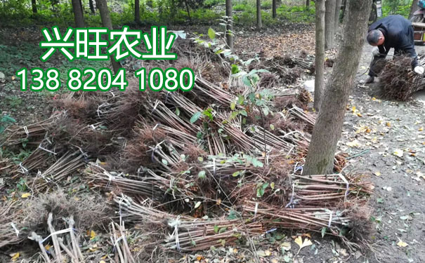 李樹苗3.jpg