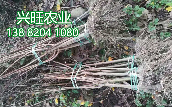 李樹苗10.jpg