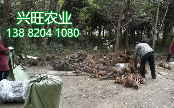李樹苗.jpg