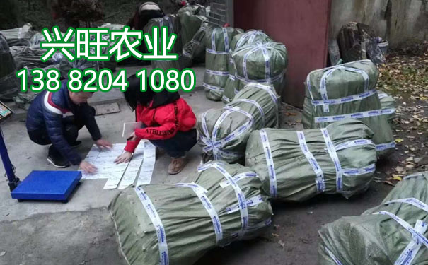 李樹苗16.jpg