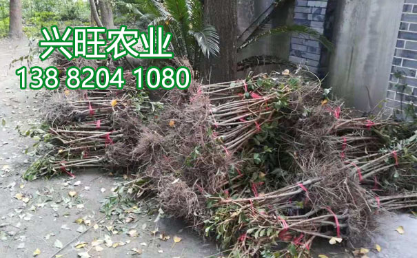 李樹苗21.jpg