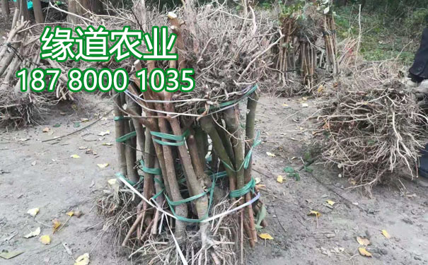 李子果樹苗14.jpg