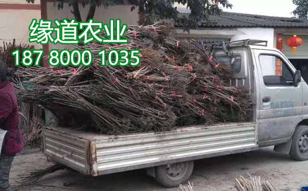 李子樹苗.jpg