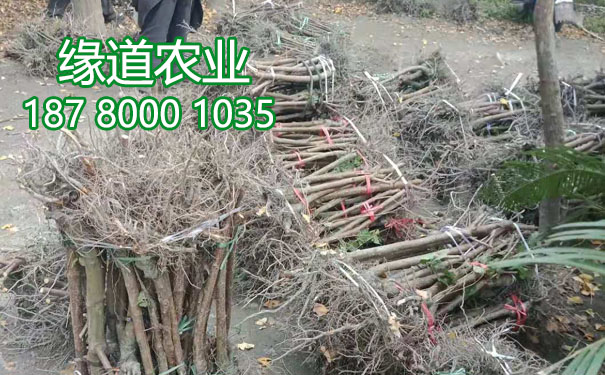 李子樹苗7.jpg