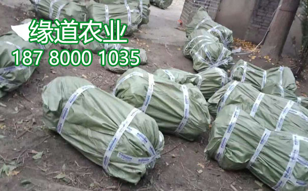 李子樹苗6.jpg
