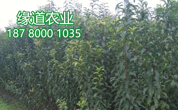 李子樹苗8.jpg