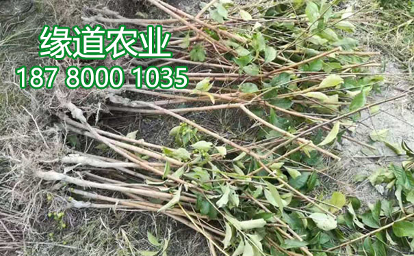 李子樹苗3.jpg