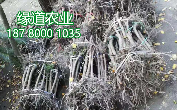 李子果樹苗17.jpg