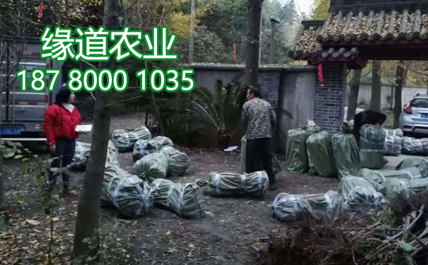 李子果樹苗5.jpg