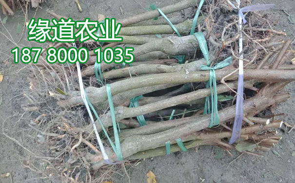 李子樹苗3.jpg