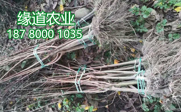 李子果樹苗12.jpg