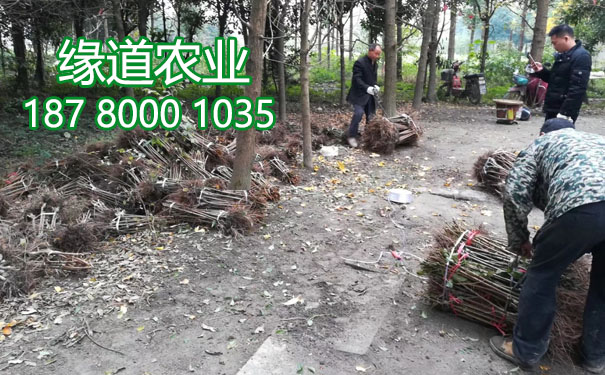 李子果樹苗20.jpg