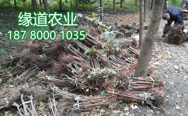 李子果樹苗19.jpg