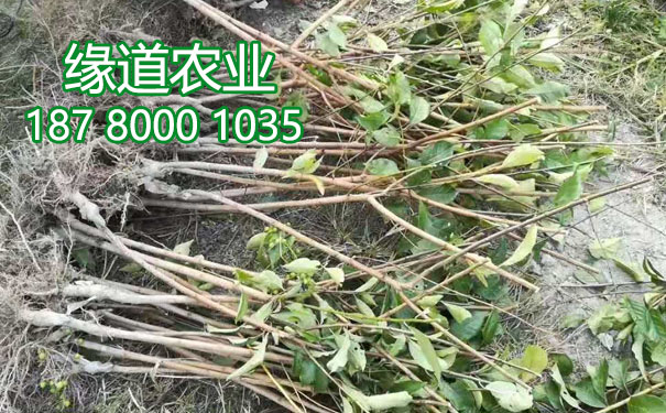 李子果樹苗3.jpg