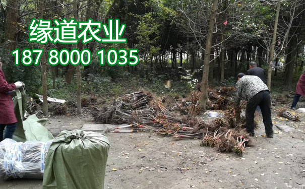 李子果樹(shù)苗21.jpg