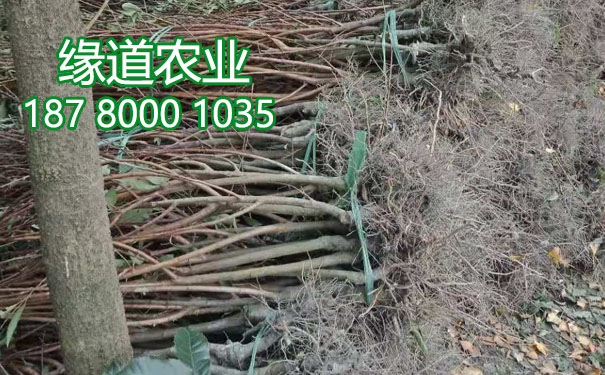 李子樹(shù)苗1.jpg