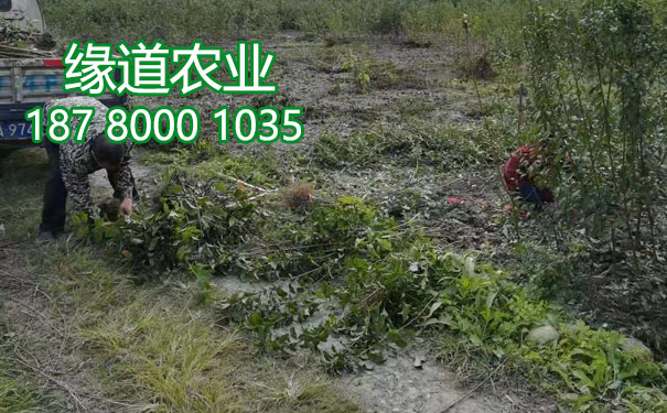 李子果樹苗2.jpg