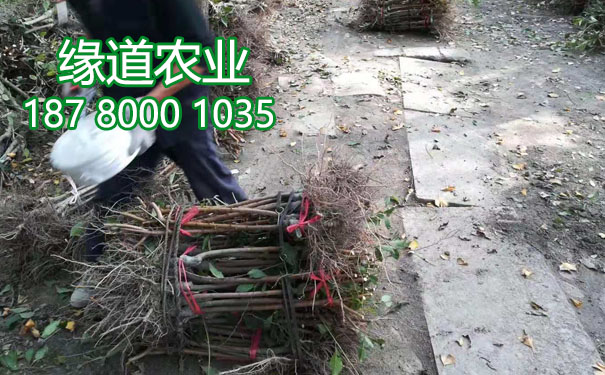 李子果樹苗.jpg