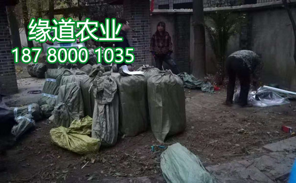 李子果樹苗4.jpg