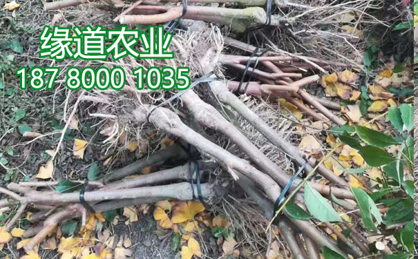 李子果樹苗13.jpg