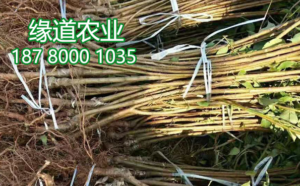青脆李苗4.jpg