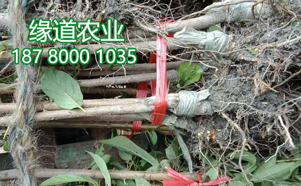 李子樹苗9.jpg