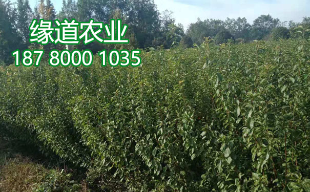 李子樹苗10.jpg