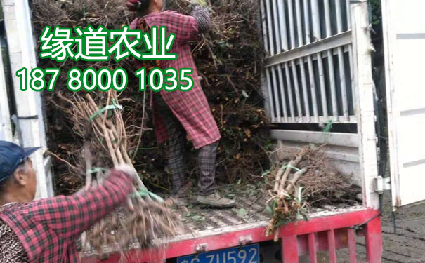 李子樹苗12.jpg