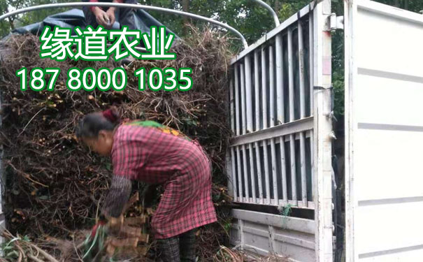 李子樹苗10.jpg
