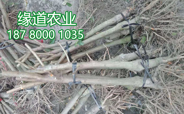 李子樹苗.jpg