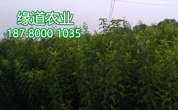 李子樹苗6.jpg