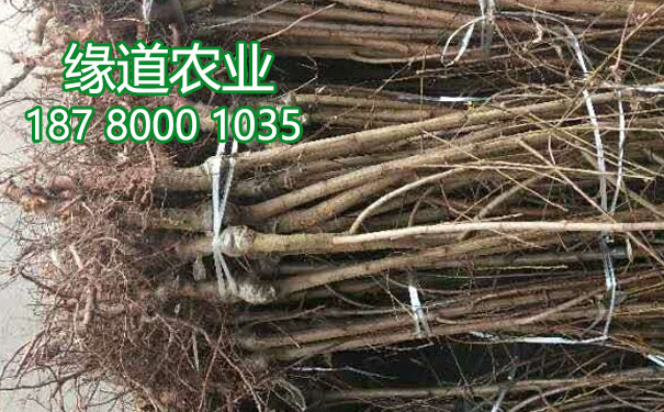李子樹苗14.jpg
