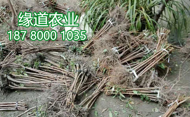 李子樹苗12.jpg
