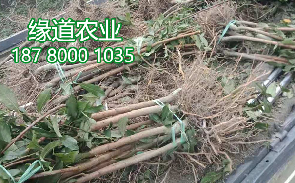 李子樹苗14.jpg