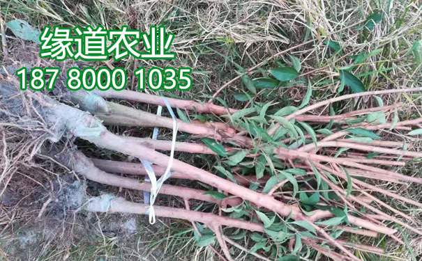 李子樹(shù)苗12.jpg