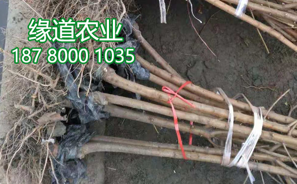 李子樹(shù)苗2.jpg