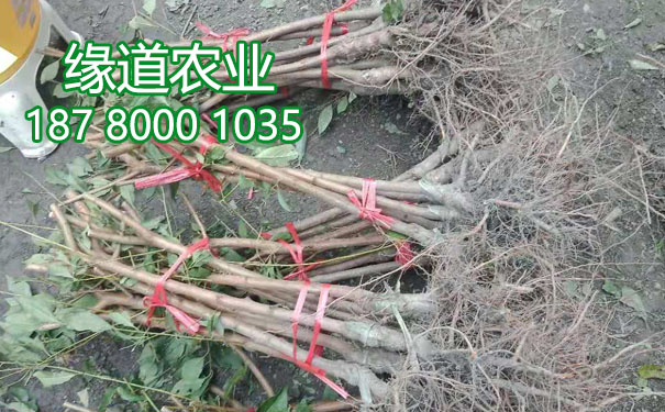 李子樹(shù)苗13.jpg