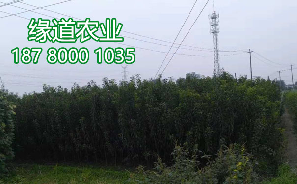 李子樹苗4.jpg
