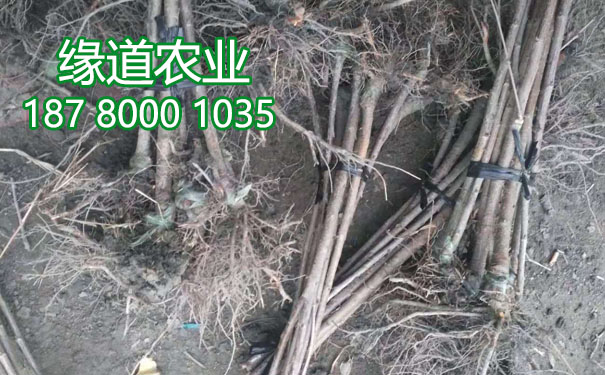 李子樹苗3.jpg