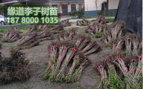 李子樹苗11.jpg