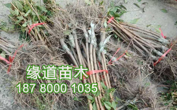 李子苗11.jpg