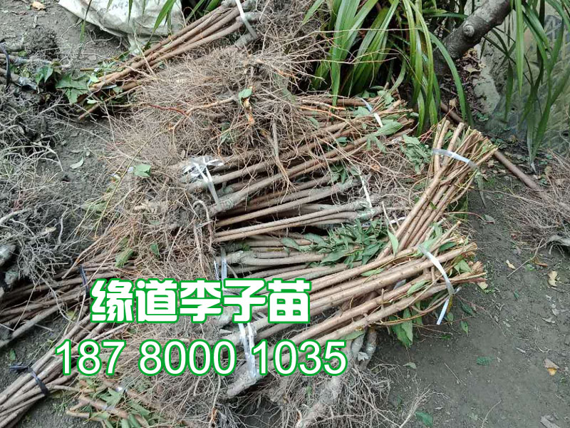李子苗20.jpg