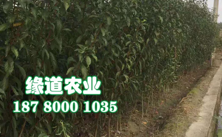 李子果樹苗2.jpg