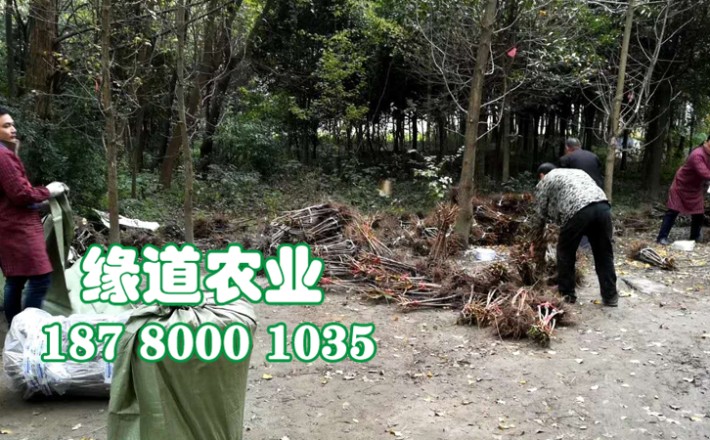 李子果樹苗32.jpg