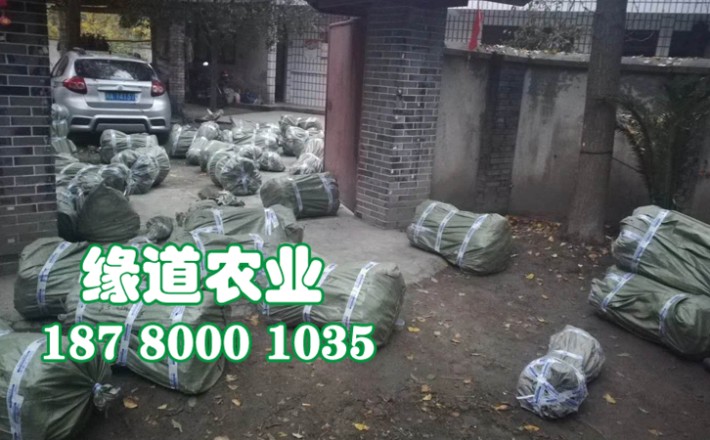 李子果樹苗35.jpg