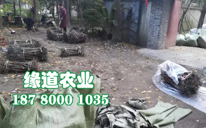 李子果樹苗37.jpg