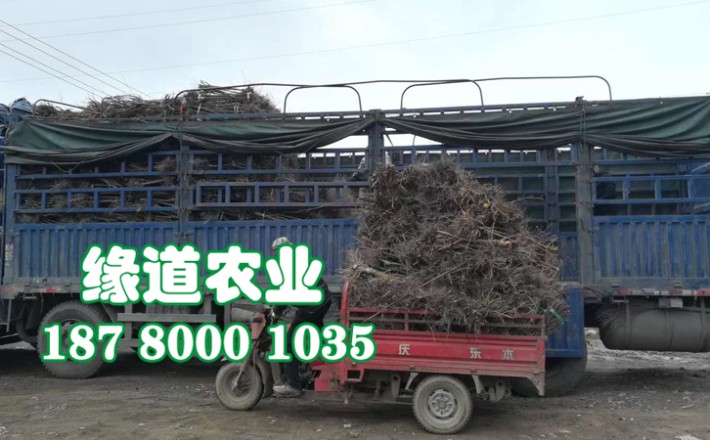 李子果樹苗49.jpg