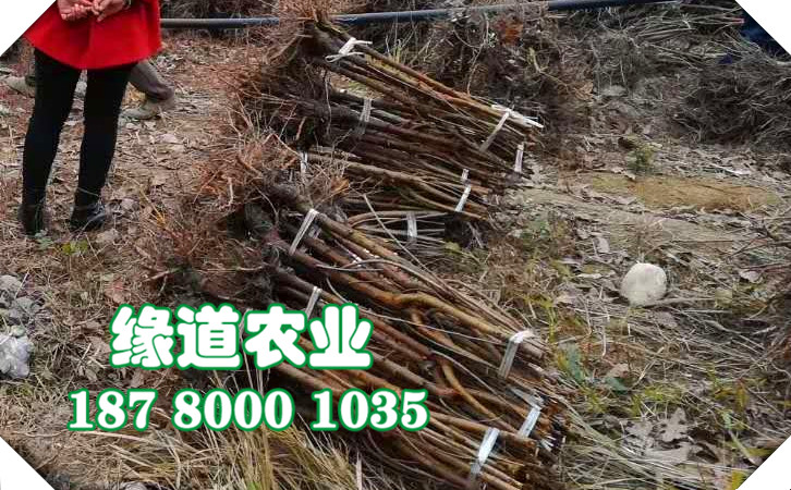 李子苗23.jpg